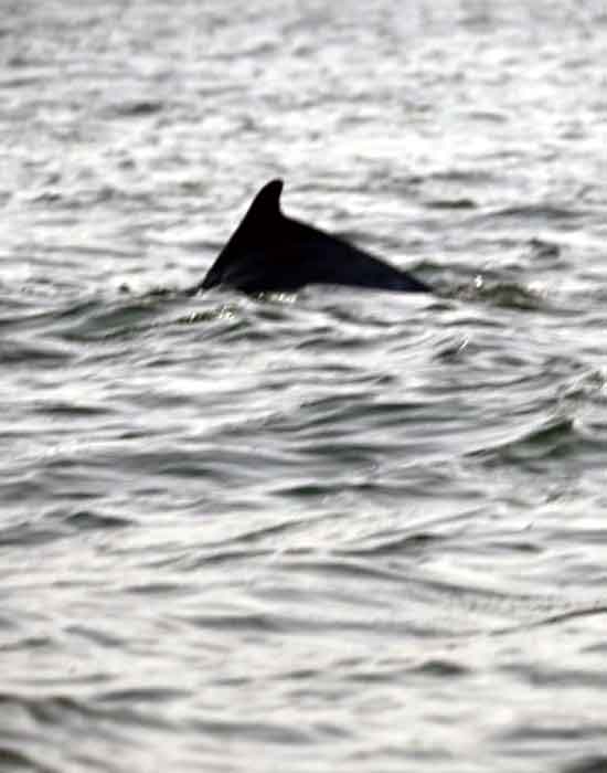Dolphin Sighting - BOATING IN TARKARLI