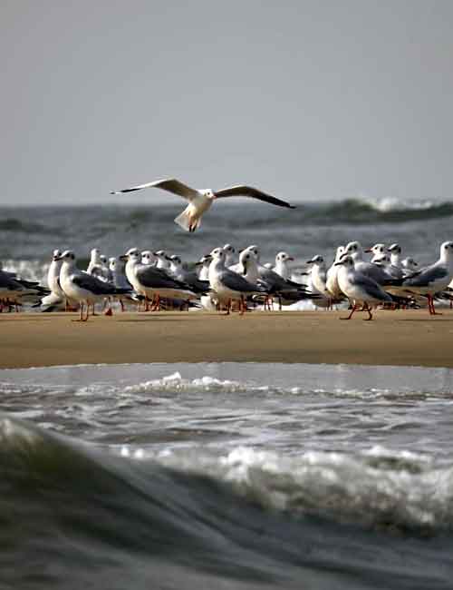 Tarkarli Coast - BOATING IN TARKARLI